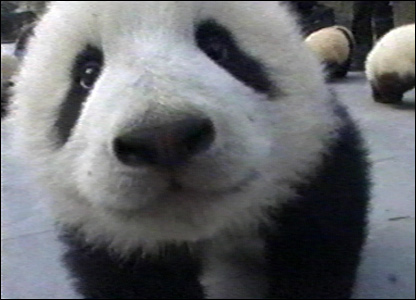 Baby Panda Pictures on Here Is The Website For This Panda Breeding Sanctuary  Who   S Goal Is