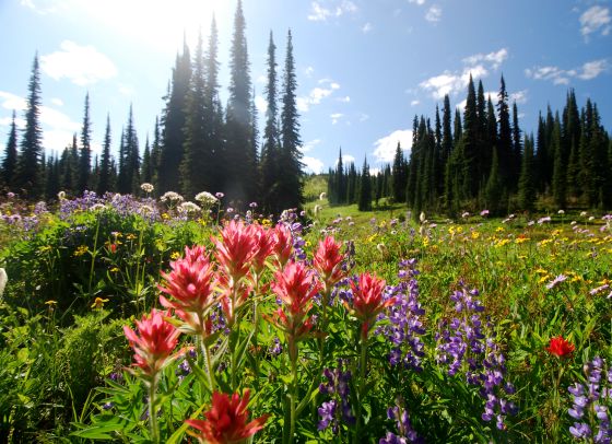 Wildflower mania