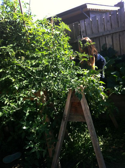 Tomato-zilla